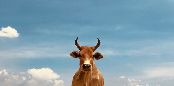 2026 Bar D Ranch Meeting